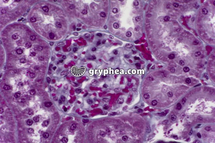 Rein Homme région des glomérules x200 - gryphea.com